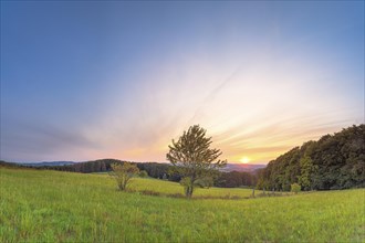 A tree in a meadow with a view of the Weserbergland, landscape format, nature photograph, sunset,