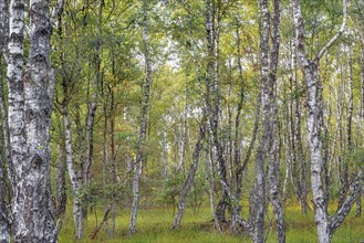 Birches (Betula) in a moorland area, landscape photography, nature photograph, Neustadt am