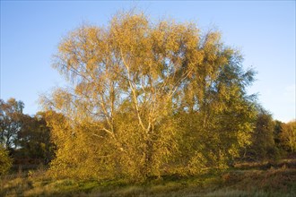 Silver birch tree in autumn leaf colours on heathland near Snape, Suffolk, England, United Kingdom,