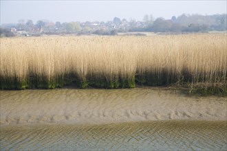 Reedbeds at low tide, River Alde, Snape, Suffolk, England with village at higher level above flood