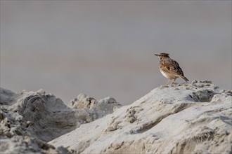 Central European crested lark (Galerida cristata, Alauda cristata) with lowered crest feathers in