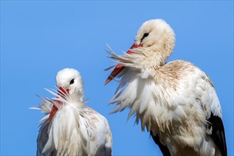 White stork (Ciconia ciconia) pair, male and female close-up portrait on a windy day