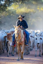 Cattle drive in the Pantanal Brazil