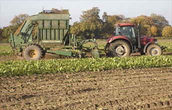 Thyregod sugar beet harvester drawn by tractor harvesting field, Shottisham, Suffolk, England,