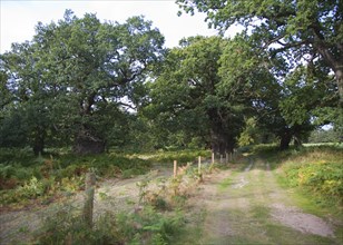 Ancient broad leaf oak woodland once a medieval deer park, The Thicks, Staverton forest, Suffolk,