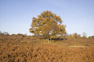 Quercus robur oak tree in autumn colour on Westleton Heath heathland near Dunwich, Suffolk,