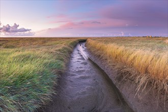 Moat in the polder area on the North Sea, landscape format, evening light, sunset, Dorum,