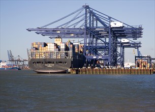 Container ship MSC Bettina and cranes at Port of Felixstowe, Suffolk, England, United Kingdom,