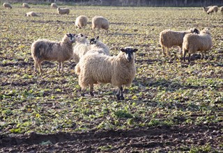 Sheep graze field of brassica stalks, Boyton, Suffolk, England, United Kingdom, Europe