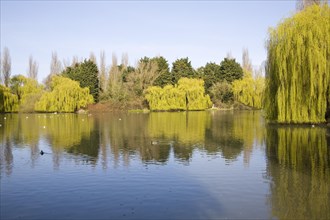 Duck pond in spring with willow trees, Castle Park, Colchester, Essex, England, United Kingdom,