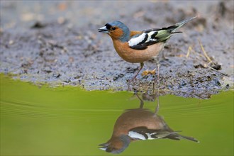 Common chaffinch (Fringilla coelebs) male drinking water from pond, rivulet