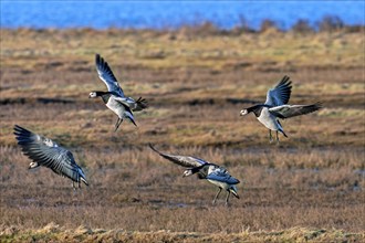 Flock of barnacle geese (Branta leucopsis) landing in grassland by flapping their wings at sunset