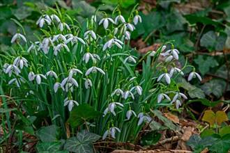 Common snowdrops (Galanthus nivalis, Chianthemum nivale) white flowers blooming in forest in late