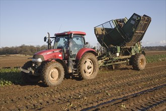 Thyregod sugar beet harvester drawn by tractor harvesting field, Shottisham, Suffolk, England,