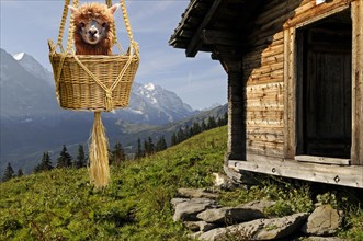 Humour photo, alpaca sitting in a wicker basket in front of an alpine hut, alpine peaks in the