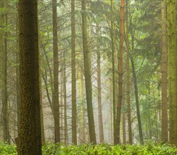 Nature photograph in the forest with conifers in diffuse light, nature photograph, square,