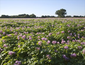 Purple flowers of potato crop growing in a field, Shottisham, Suffolk, England, United Kingdom,
