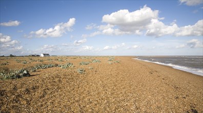 Crambe maritima Sea kale plants shingle beach at Shingle Street, Suffolk, England, United Kingdom,