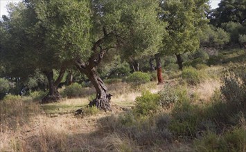 Olive and cork oak trees in Sierra de Grazalema natural park, Cadiz province, Spain, Europe