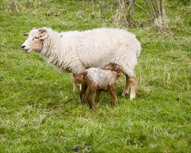 Lamb feeding from mother sheep in field, Suffolk, England, United Kingdom, Europe