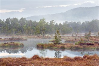 Pond in bog with Scots pine trees in morning mist at Knuthoejdsmossen, nature reserve near