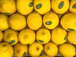 Lemons on display in grocery shop grocery store grocer supermarket, Germany, Europe