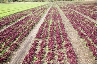 Lettuce crop growing in field near Hollesley, Suffolk, England, United Kingdom, Europe