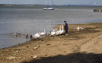 Woman feeding swans on the River Stour at Mistley Walls, Essex, England, United Kingdom, Europe