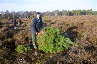Woman collecting real Christmas tree from heathland near Hollesley, Suffolk, England, United