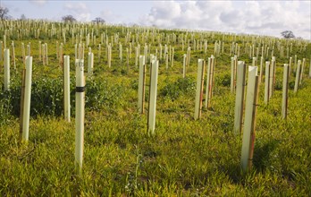 Planting of field with new woodland with sapling trees in protective plastic tubes Planting new