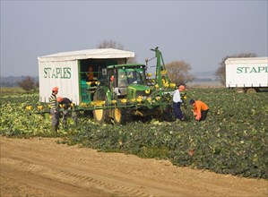 A team of field workers for Staples company harvesting vegetables at Iken, Suffolk, England, United