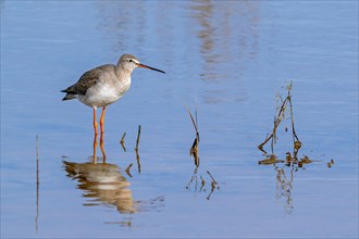 Spotted redshank (Tringa erythropus) in non-breeding plumage foraging in shallow water in wetland