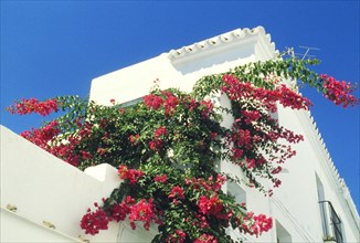 Blooming bougainvillea against blue sky in the white village of Frigiliana, Andalusia, Spain,
