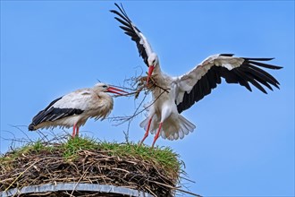 White stork (Ciconia ciconia) female rests while nest building and male landing with big branch in