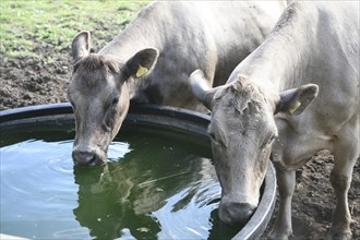 Two cows drinking water