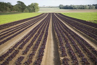 Lettuce crop growing in field near Hollesley, Suffolk, England, United Kingdom, Europe
