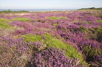 Pink blossom heather plants, Calluna vulgaris, cliff top North Sea coast, Dunwich Heath, Suffolk,