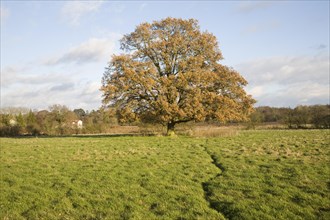 Quercus robur English oak tree standing alone in field in autumn leaf, Sutton, Suffolk, England,