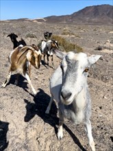Wild goat (Cabra majorera) Goat looking directly at viewer from close up in volcanic landscape
