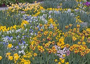Botanical garden, spring flowers, field with garden hyacinth, Hyacinthus orientalis, Munich,