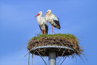White stork (Ciconia ciconia) pair, male and female on old nest from previous spring made on