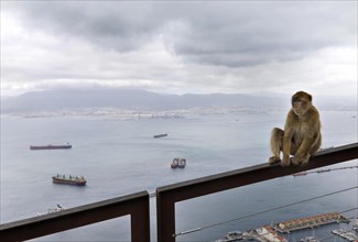 A Gibraltar monkey on the strategically coveted rock. They are the only free-living monkeys in