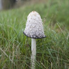 Coprinus comatus Shaggy Ink Cap mushroom fungus growing in grass field, Suffolk, England, United