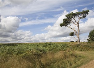 Cumulus clouds in summer blue sky over rural Suffolk Sandlings landscape, Sutton, Suffolk, England,