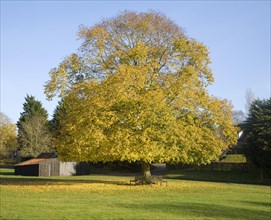 Large lime tree in autumn leaf on the village green in Westleton, Suffolk, England, United Kingdom,