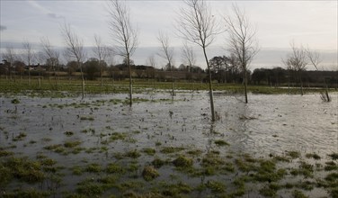 Flooded flood plain with cricket bat willow trees, River Deben at Loudham, Suffolk, England, United