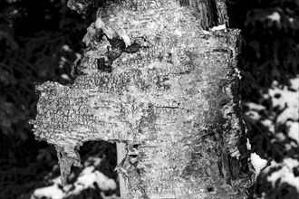 Bark of a dead, decaying silver birch tree, Betula pendula, shaped like an animal head, captured in