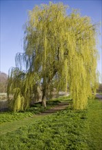 Willow trees in spring in Castle Park, Colchester, Essex, England, United Kingdom, Europe