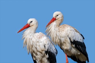 White stork (Ciconia ciconia) pair, close-up portrait of male and female