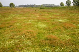 Biodiversity of wildflowers and different grasses in Spring on heathland at Sutton Heath, Suffolk,